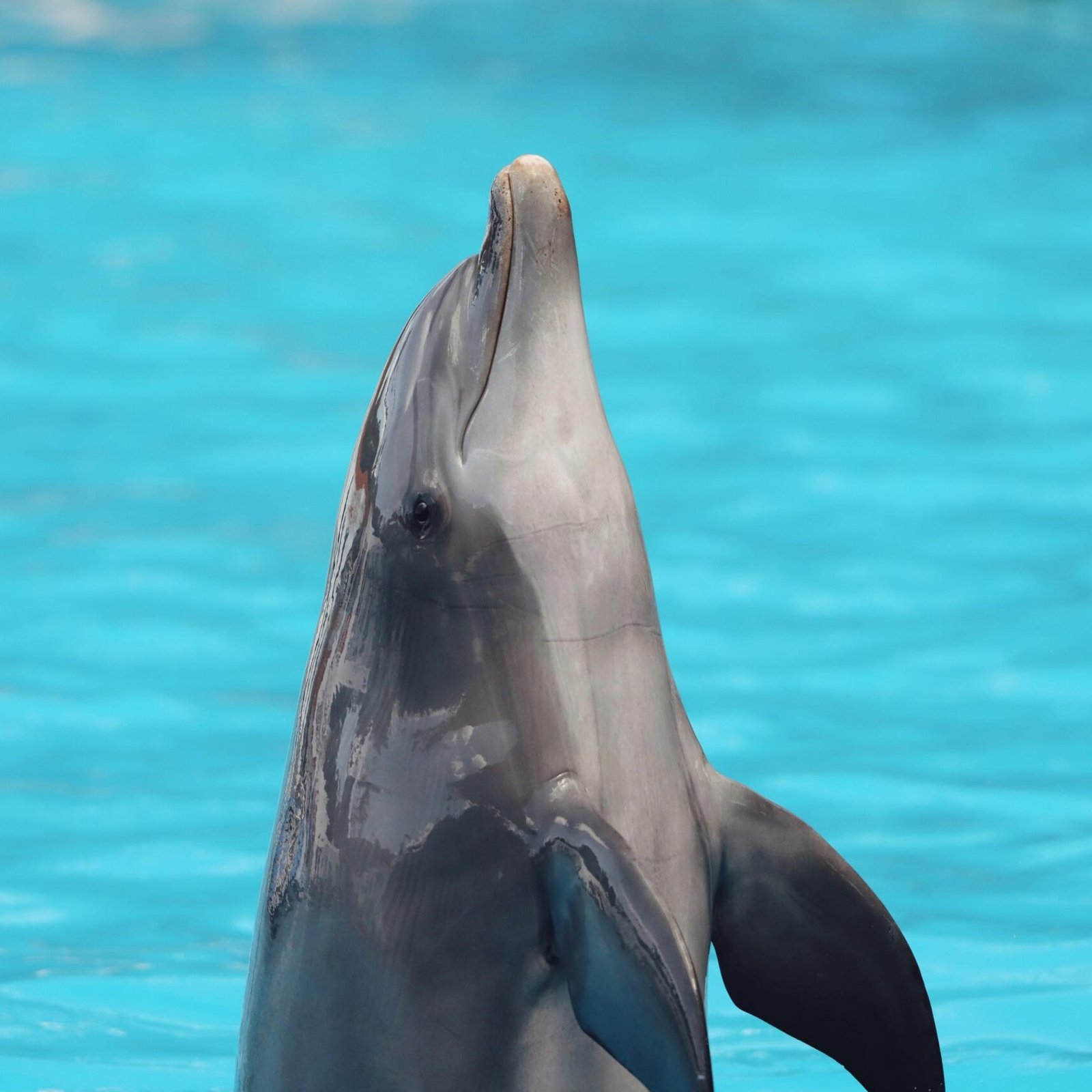 Transfer Orlando Seaworld